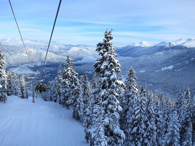 snow trees