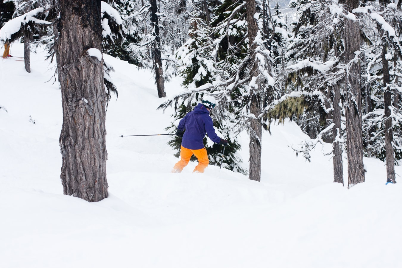 skier forest