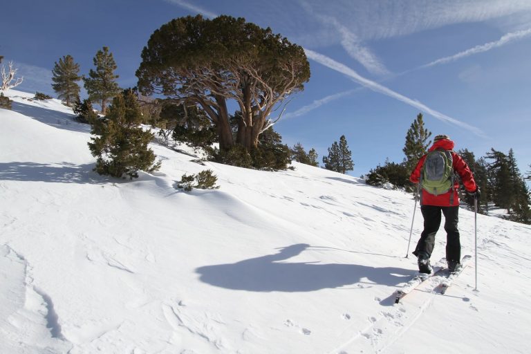 cross country ski