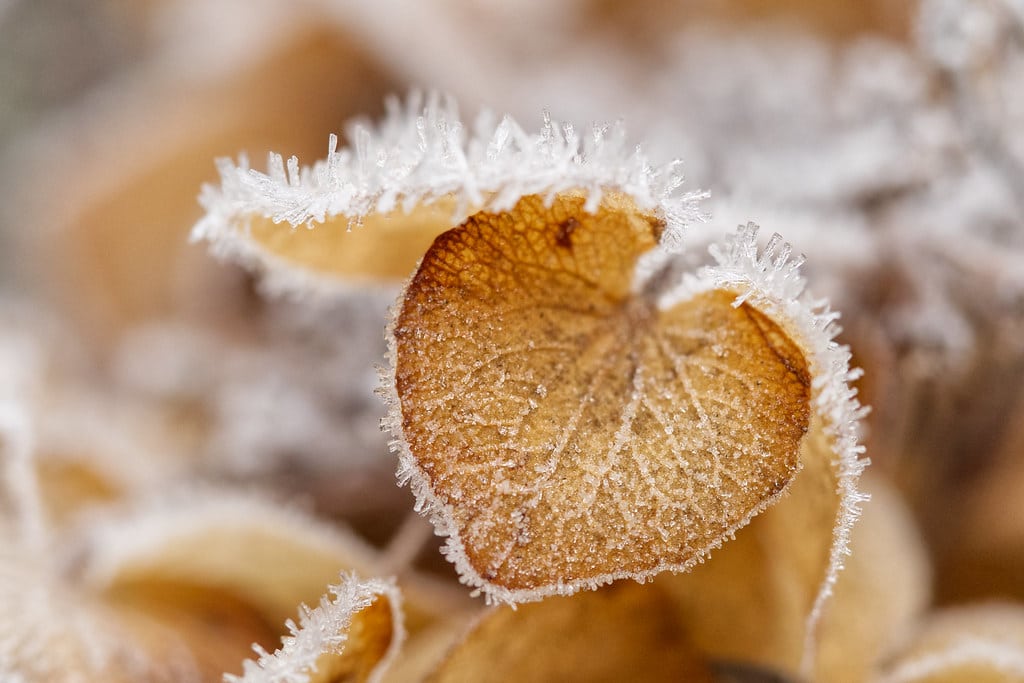 Hortensia and hoarfrost