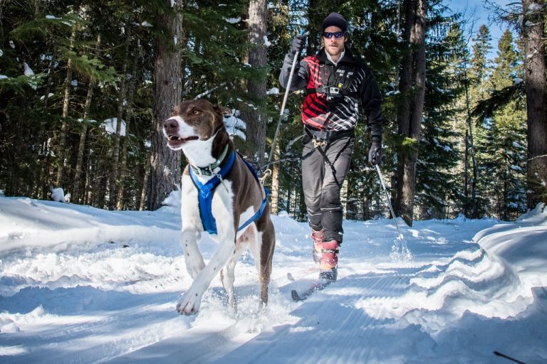 Skijoring