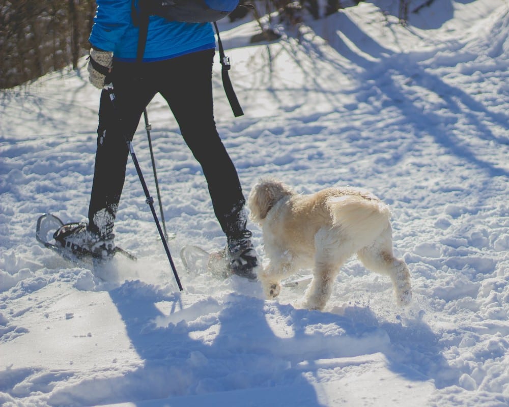 ski with dog 4