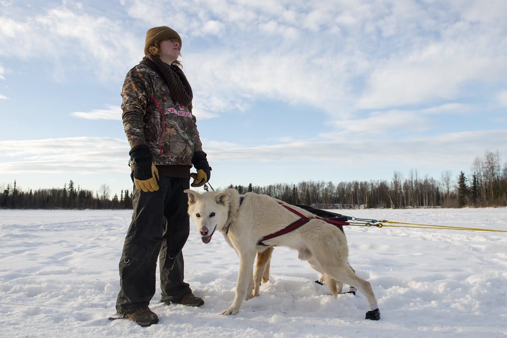 sled dog team