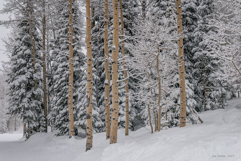 Aspen on Grand Targhee Mountain