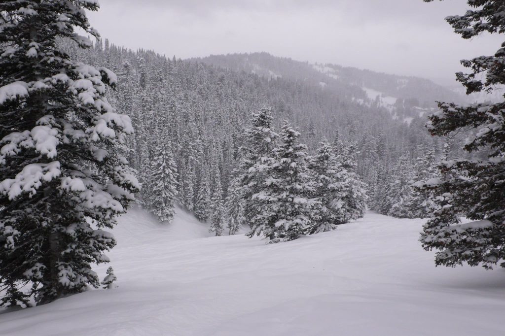 Travel Guide snow trees