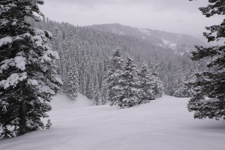 Travel Guide snow trees