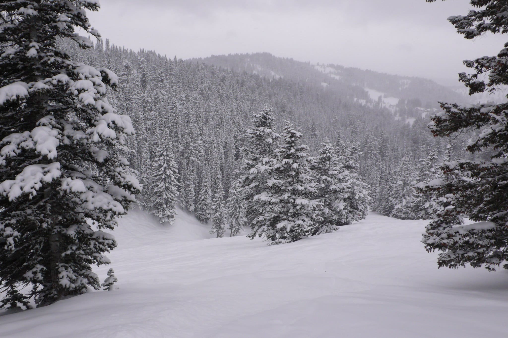 Travel Guide snow trees