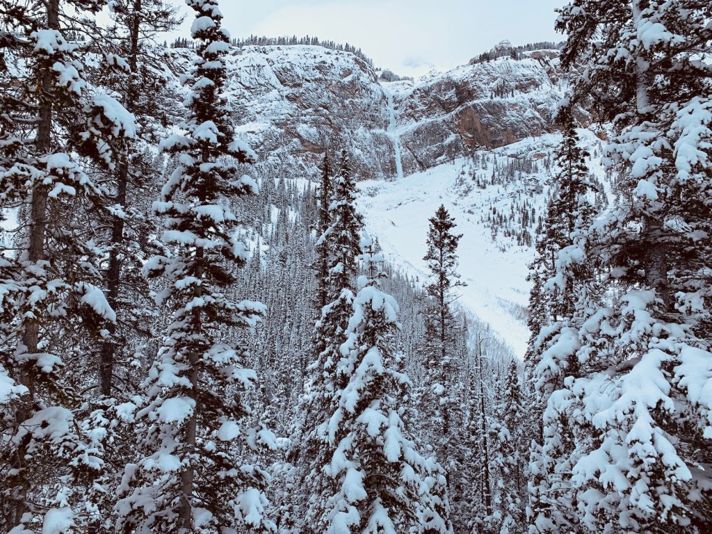snow covered pine trees during daytime