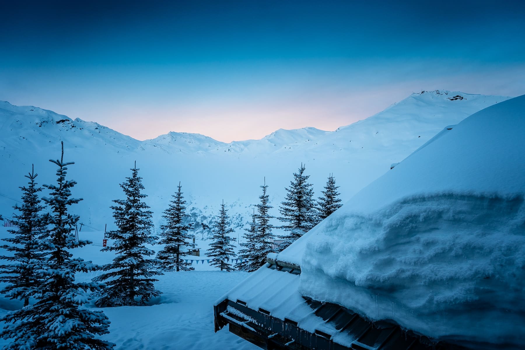 landscape photo of pine tree